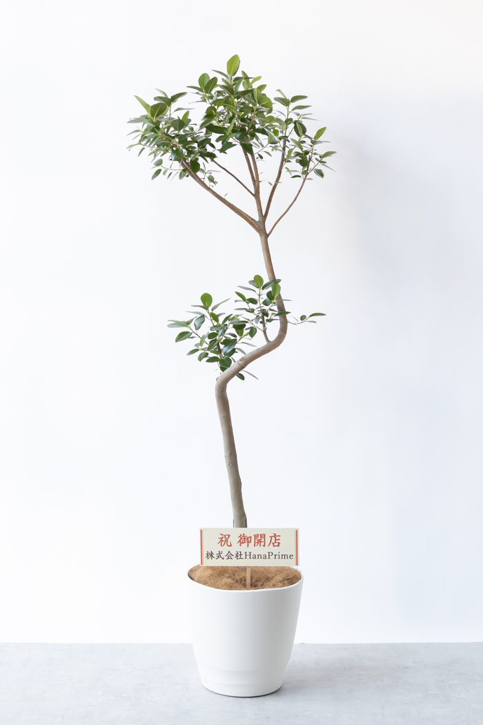 観葉植物 フランスゴムの木 曲がり（10号鉢）の写真2枚目