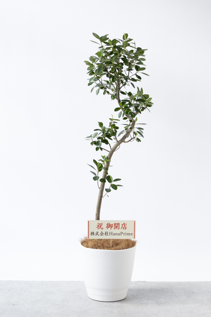 観葉植物 フランスゴムの木 曲がり（10号鉢）の写真2枚目