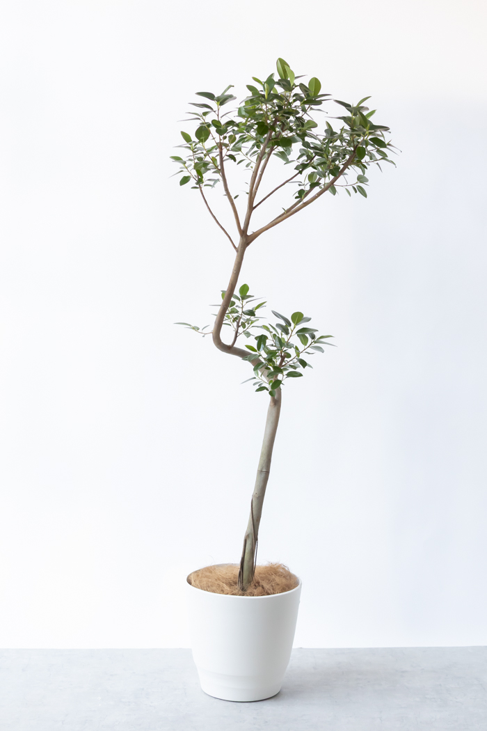 観葉植物 フランスゴムの木 曲がり（10号鉢）の写真3枚目