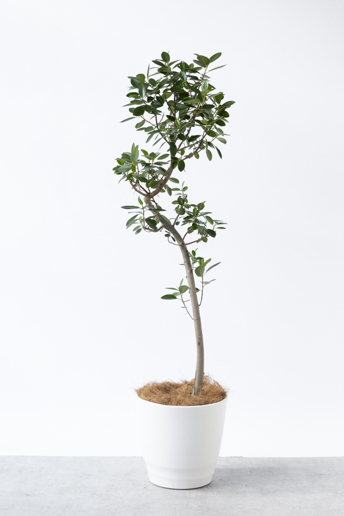 観葉植物 フランスゴムの木 曲がり（10号鉢）の写真3枚目