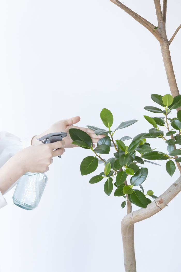 観葉植物 フランスゴムの木 曲がり（10号鉢）の写真4枚目