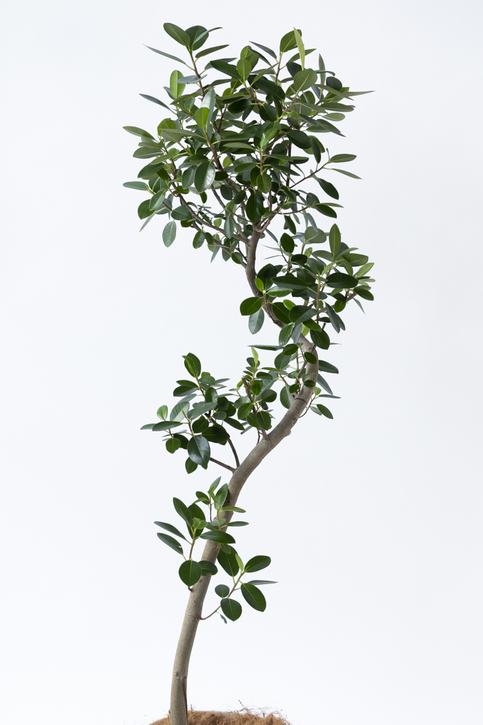 観葉植物 フランスゴムの木 曲がり（10号鉢）の写真4枚目