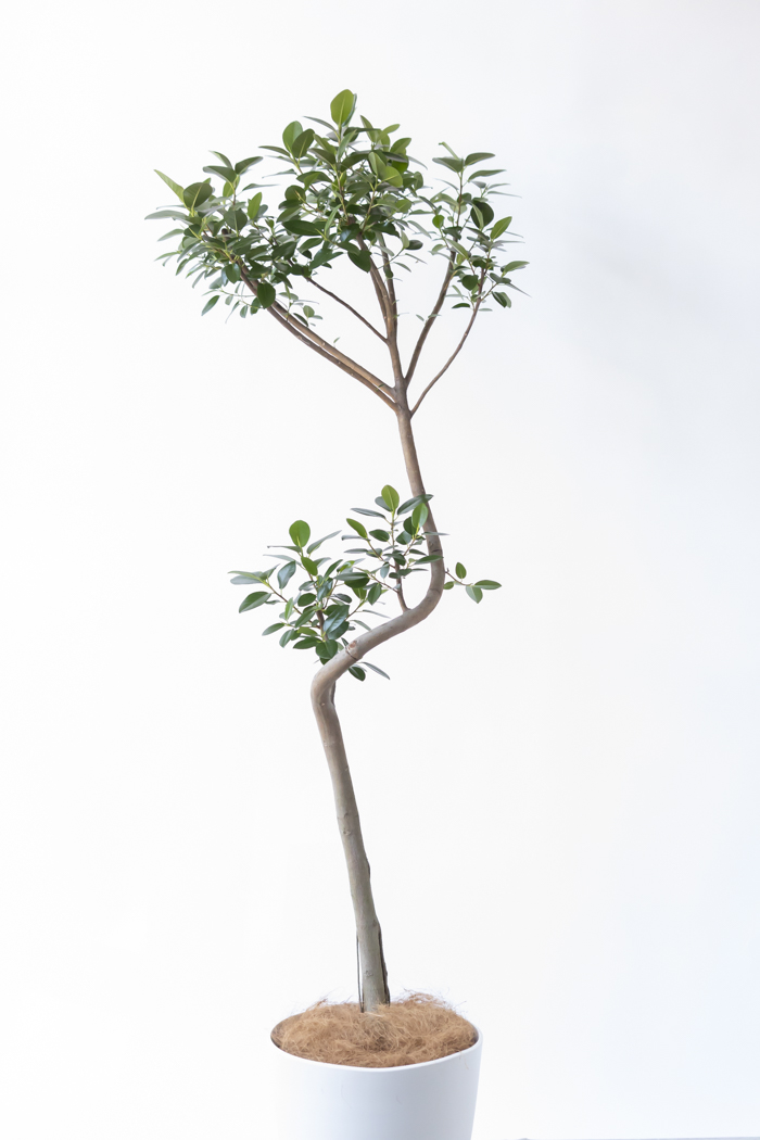 観葉植物 フランスゴムの木 曲がり（10号鉢）の写真5枚目