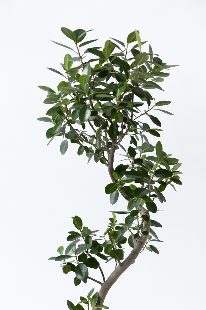 観葉植物 フランスゴムの木 曲がり（10号鉢）の写真5枚目