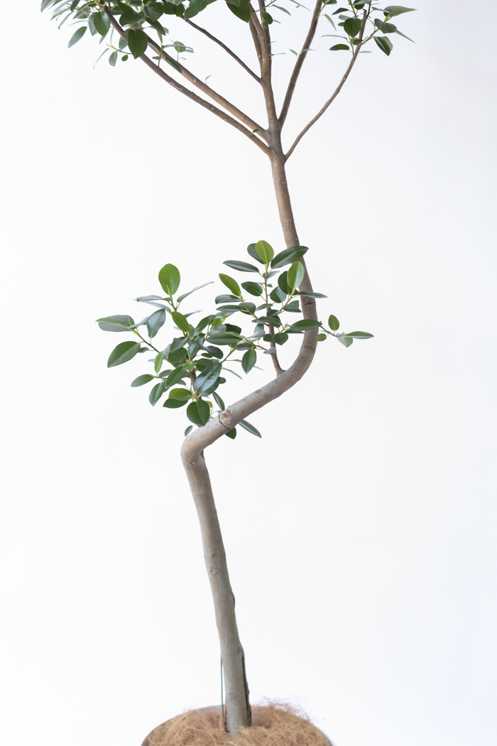 観葉植物 フランスゴムの木 曲がり（10号鉢）の写真6枚目