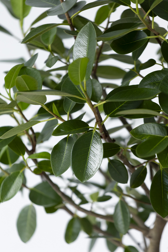 観葉植物 フランスゴムの木 曲がり（10号鉢）の写真6枚目