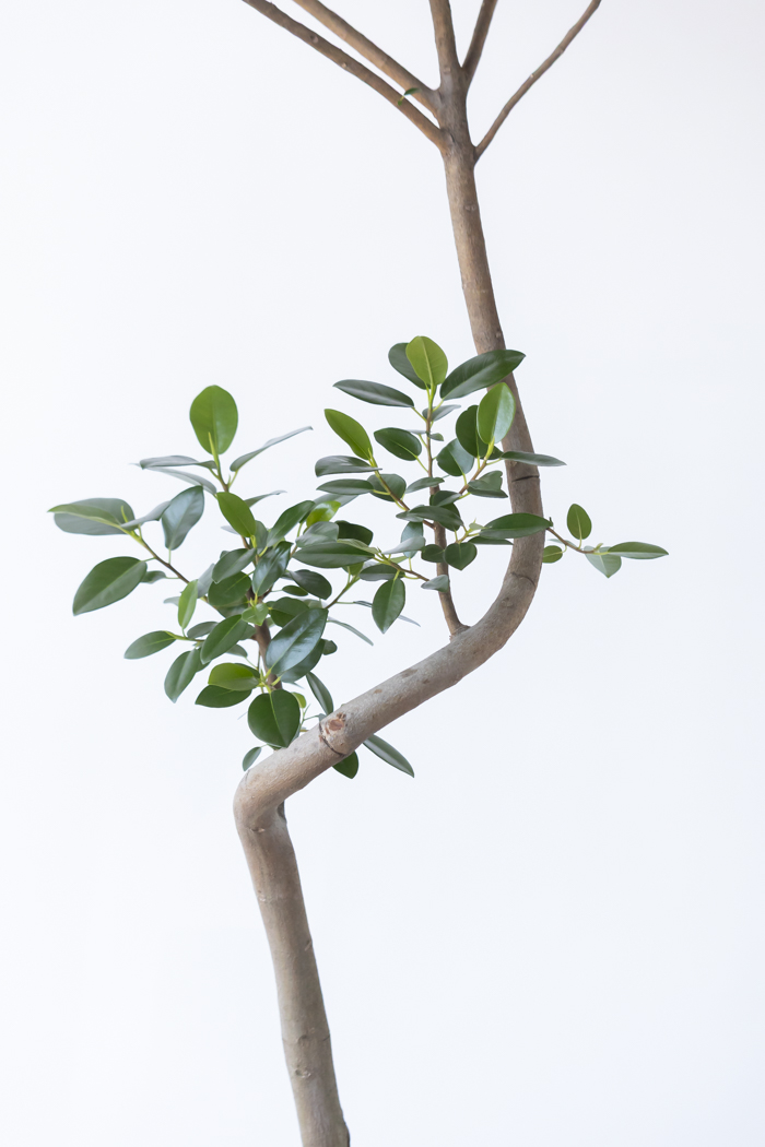 観葉植物 フランスゴムの木 曲がり（10号鉢）の写真7枚目