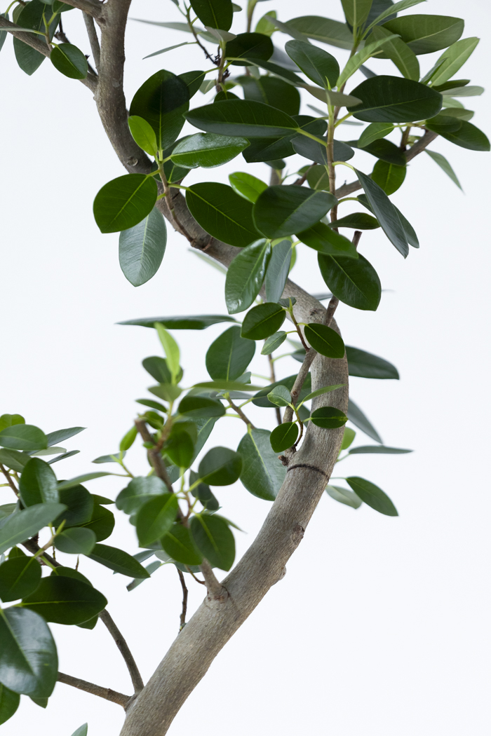 観葉植物 フランスゴムの木 曲がり（10号鉢）の写真7枚目