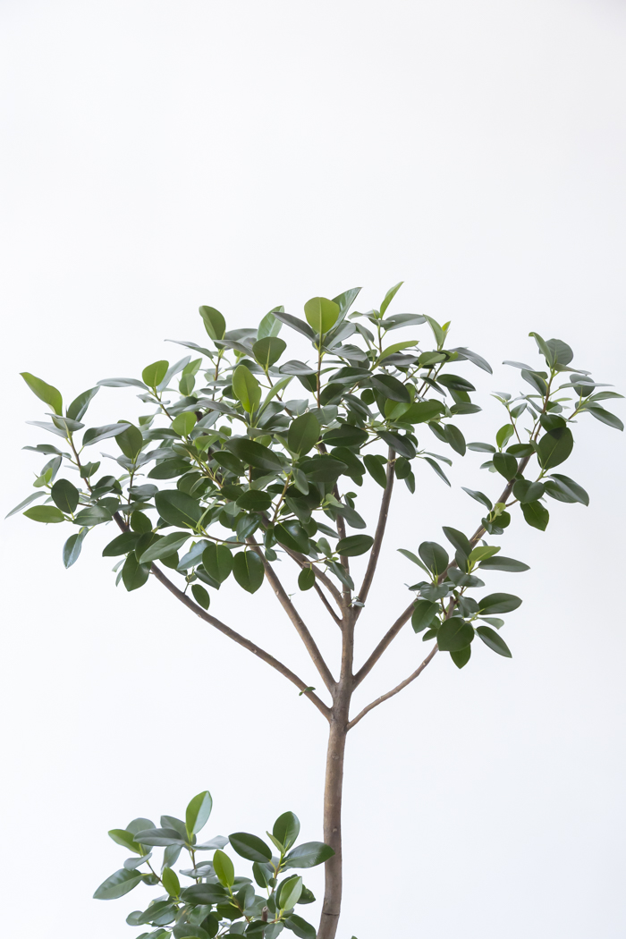 観葉植物 フランスゴムの木 曲がり（10号鉢）の写真8枚目