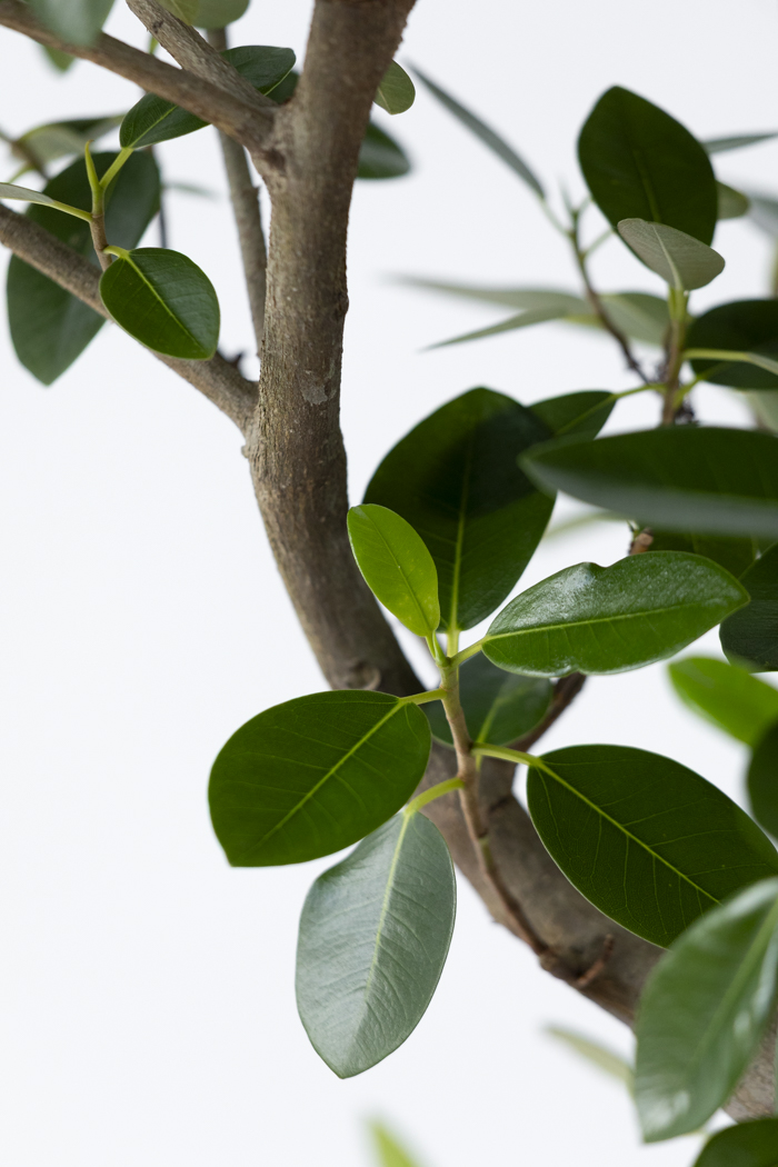 観葉植物 フランスゴムの木 曲がり（10号鉢）の写真8枚目