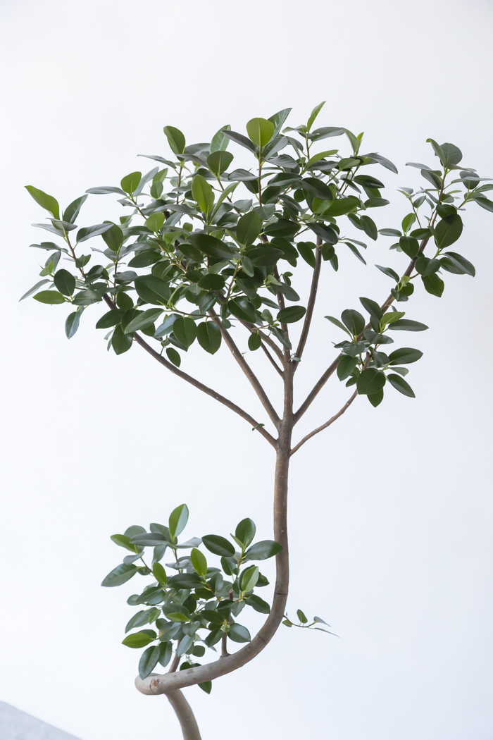 観葉植物 フランスゴムの木 曲がり（10号鉢）の写真9枚目