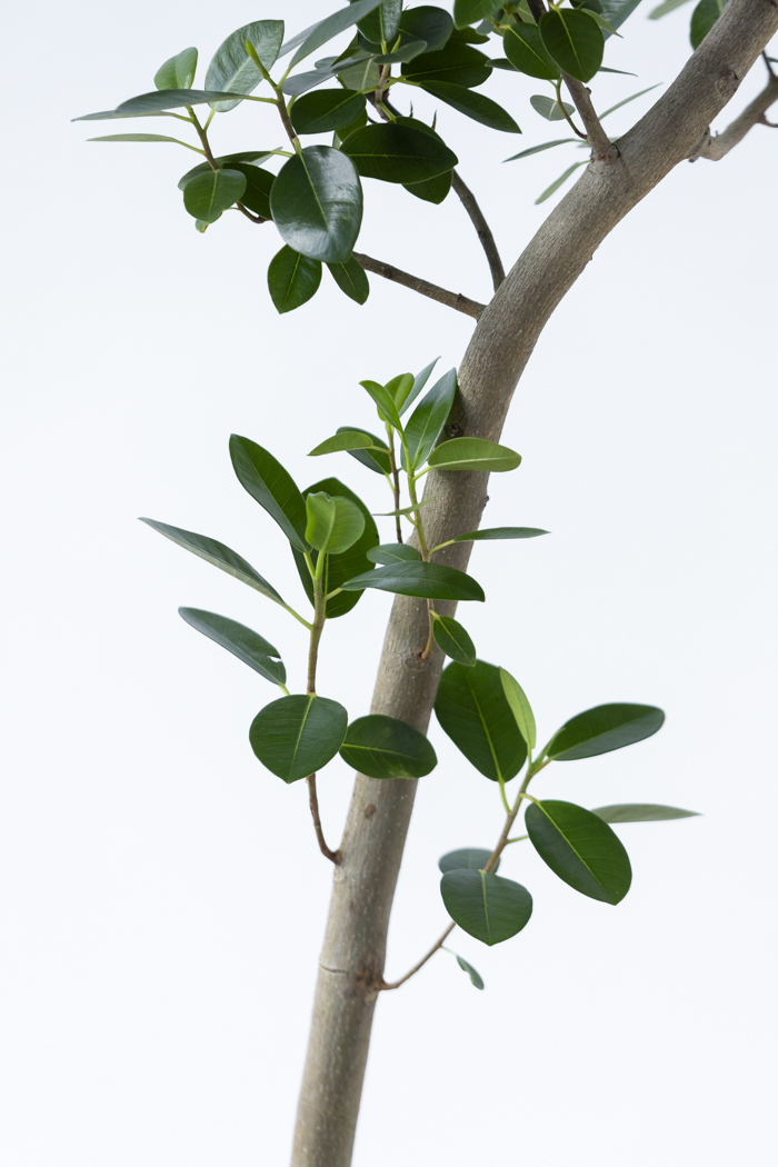 観葉植物 フランスゴムの木 曲がり（10号鉢）の写真9枚目