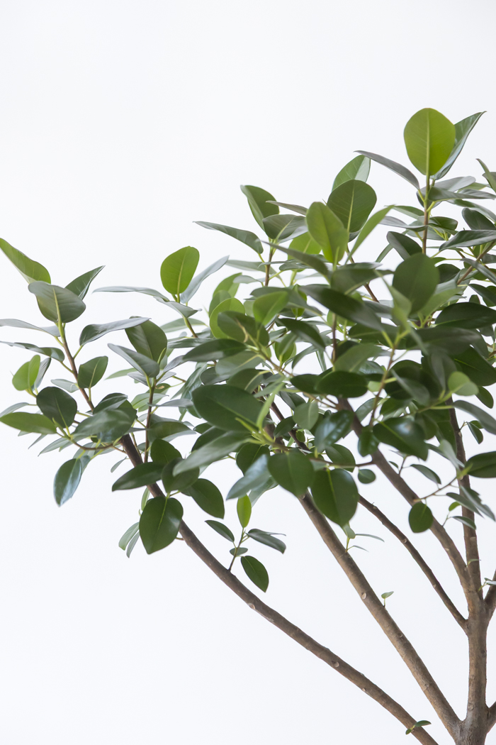 観葉植物 フランスゴムの木 曲がり（10号鉢）の写真10枚目