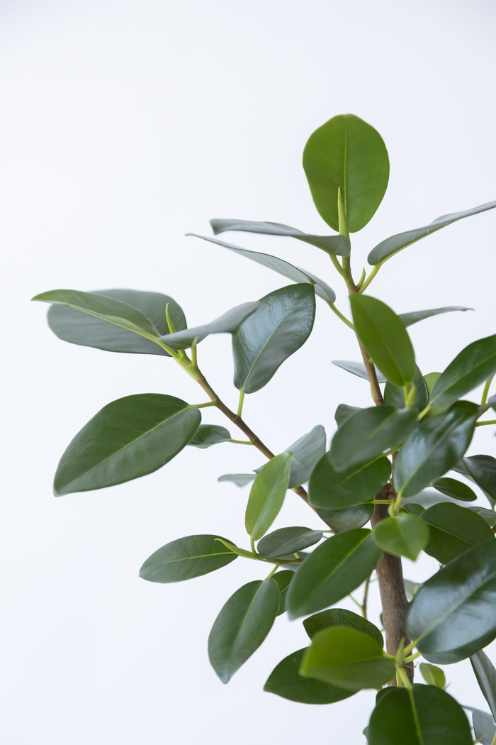 観葉植物 フランスゴムの木 曲がり（10号鉢）の写真11枚目