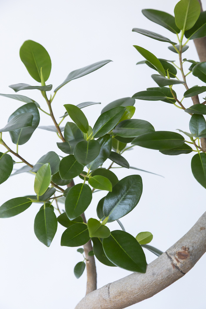 観葉植物 フランスゴムの木 曲がり（10号鉢）の写真12枚目