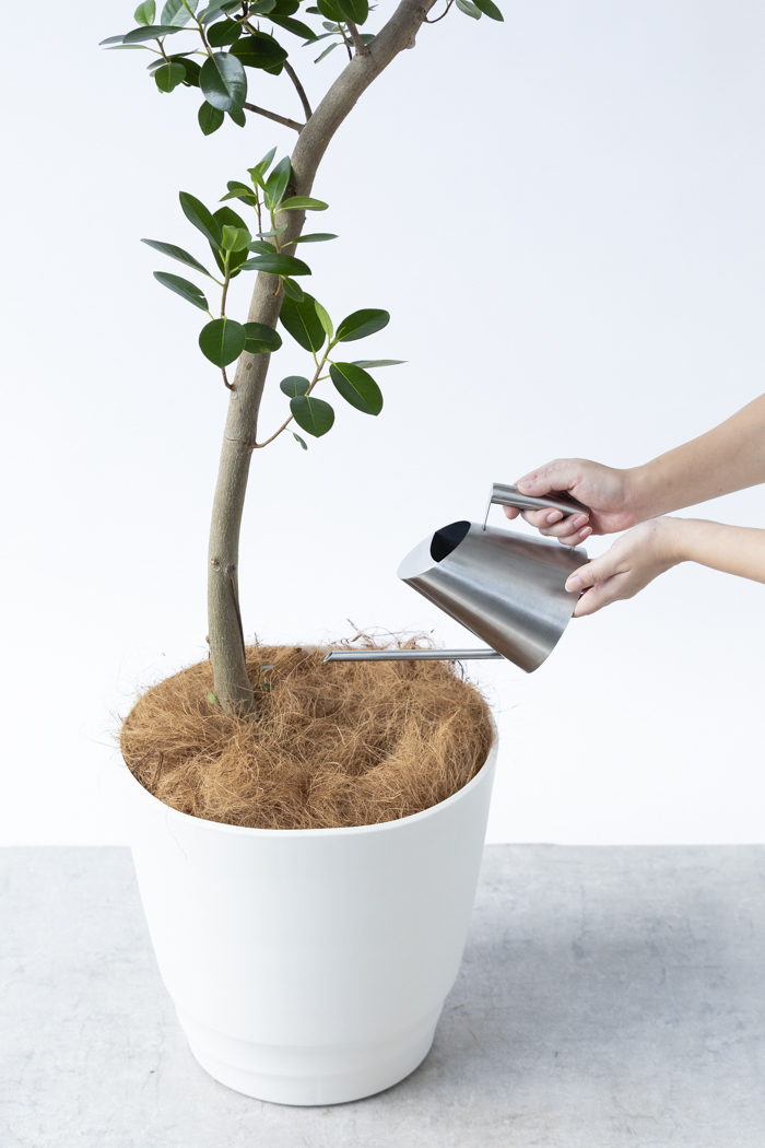 観葉植物 フランスゴムの木 曲がり（10号鉢）の写真12枚目