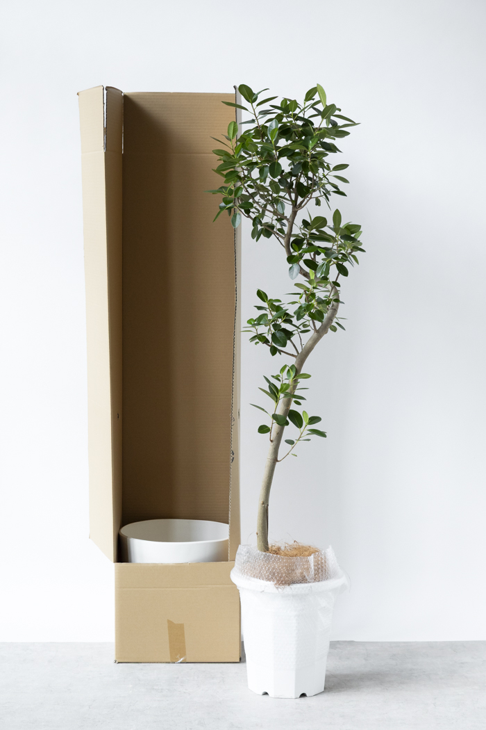 観葉植物 フランスゴムの木 曲がり（10号鉢）｜HanaPrime（ハナプライム）