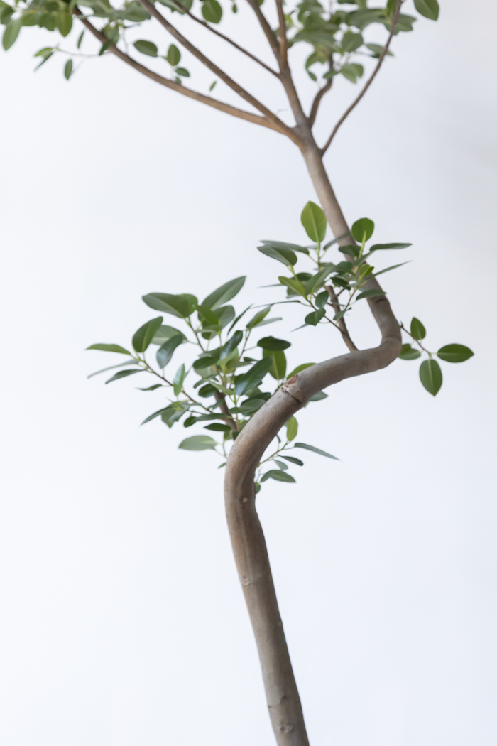 観葉植物 フランスゴムの木 曲がり（10号鉢）の写真13枚目
