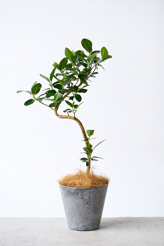 観葉植物 フランスゴムの木 曲がり（6号鉢）