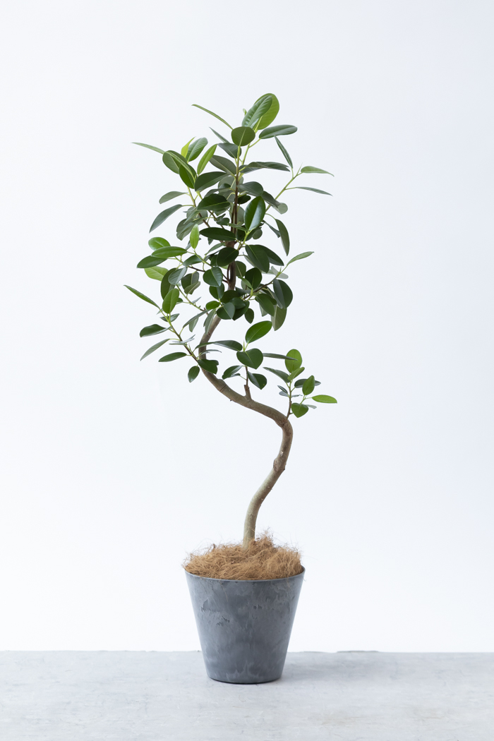 観葉植物 フランスゴムの木 曲がり（6号鉢）