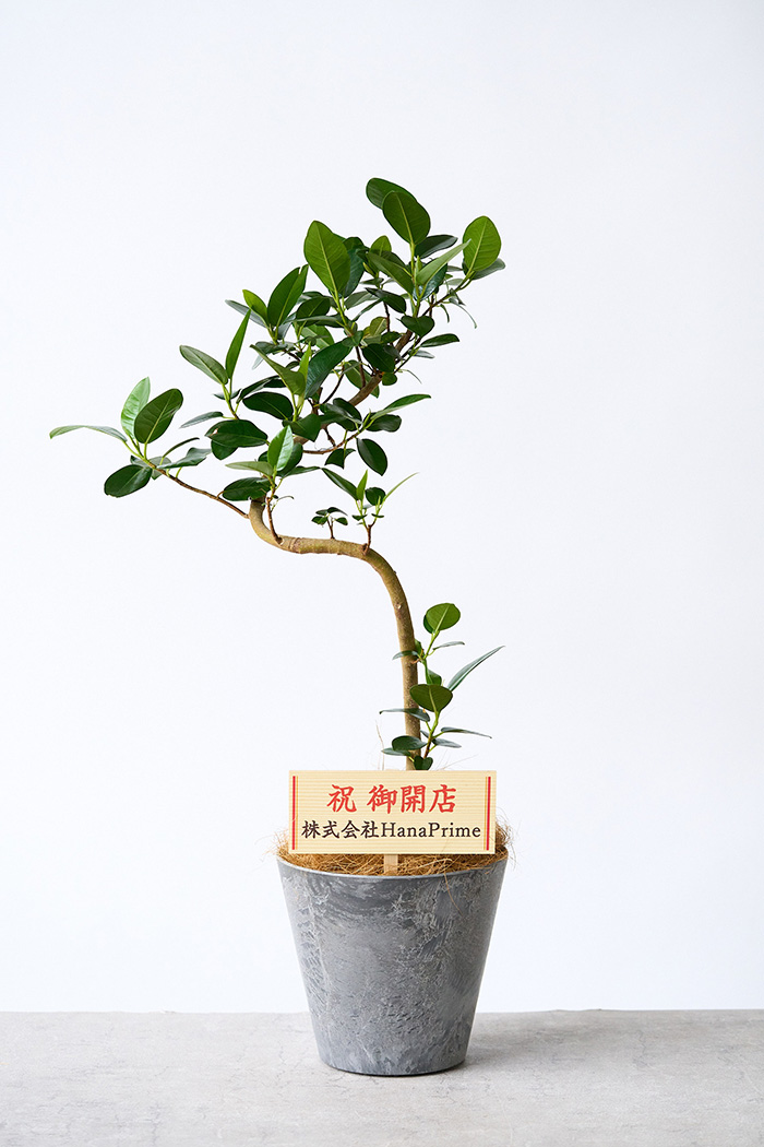 観葉植物 フランスゴムの木 曲がり（6号鉢）の写真2枚目