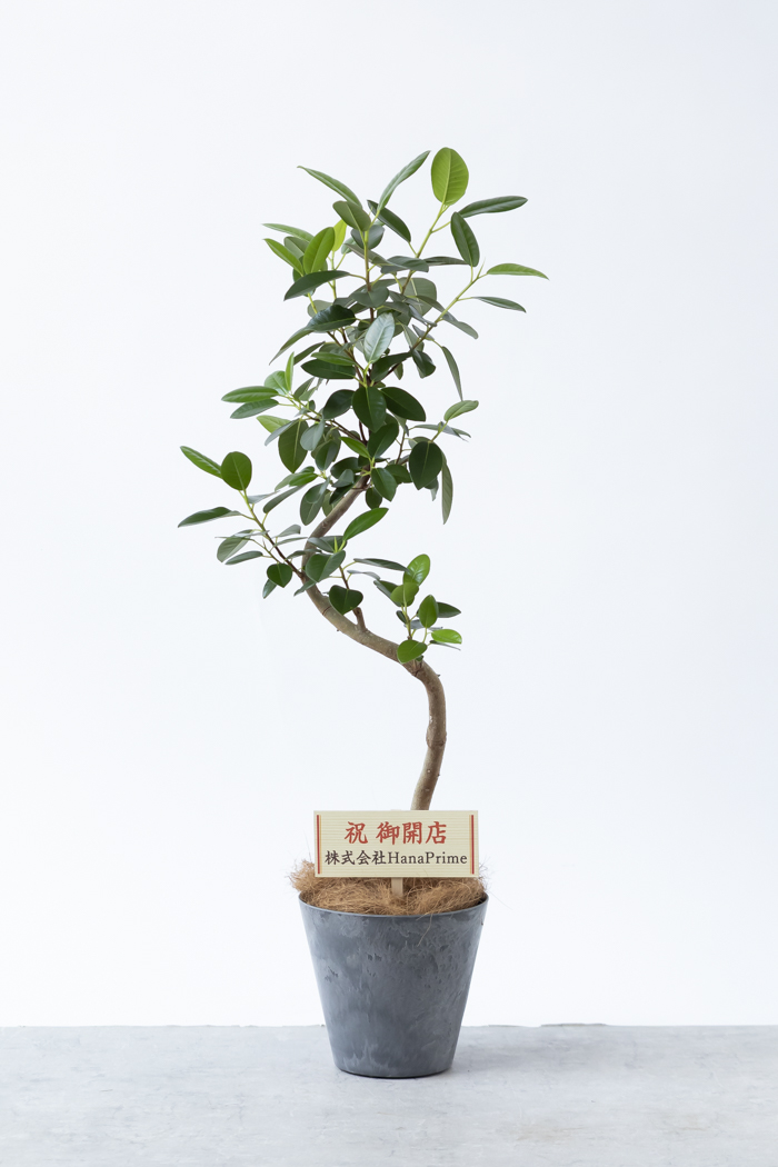 観葉植物 フランスゴムの木 曲がり（6号鉢）