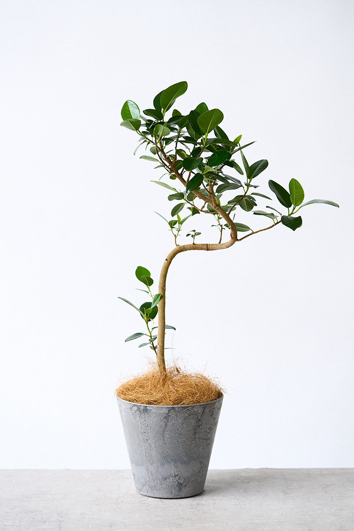 観葉植物 フランスゴムの木 曲がり（6号鉢）の写真3枚目