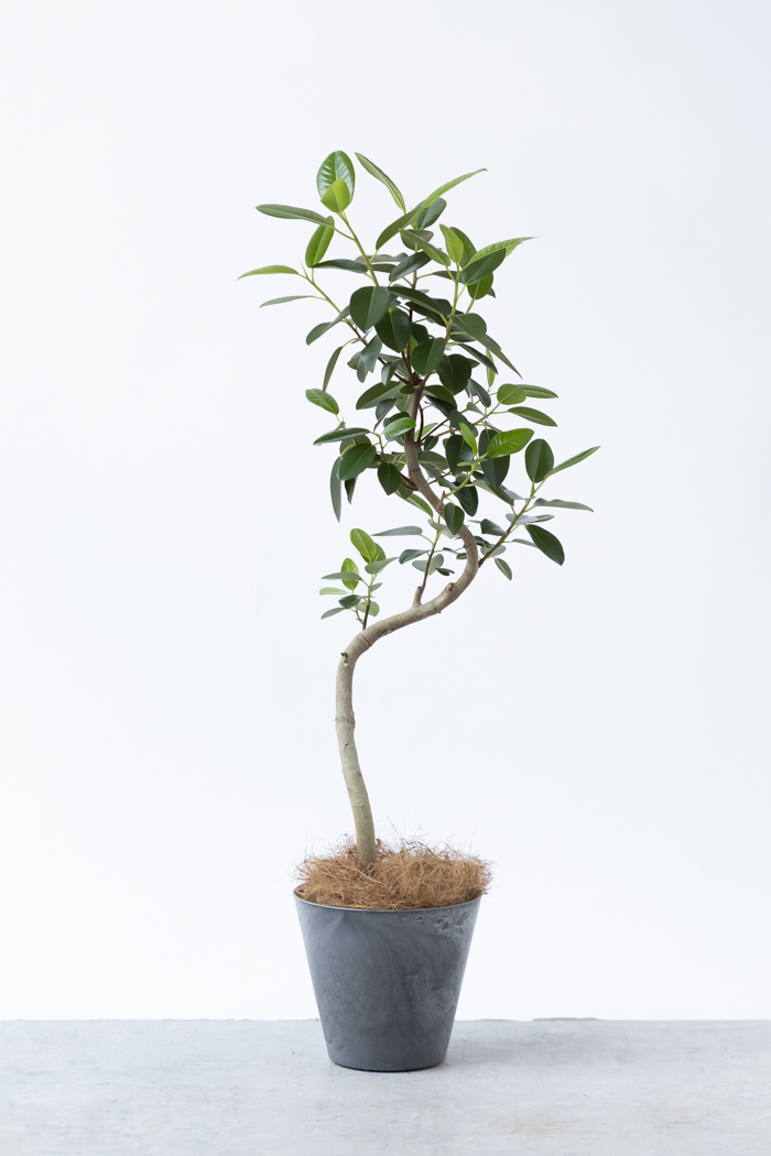 観葉植物 フランスゴムの木 曲がり（6号鉢）の写真3枚目