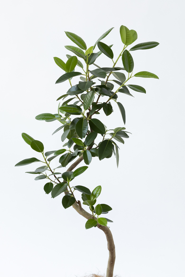 観葉植物 フランスゴムの木 曲がり（6号鉢）｜HanaPrime（ハナプライム）