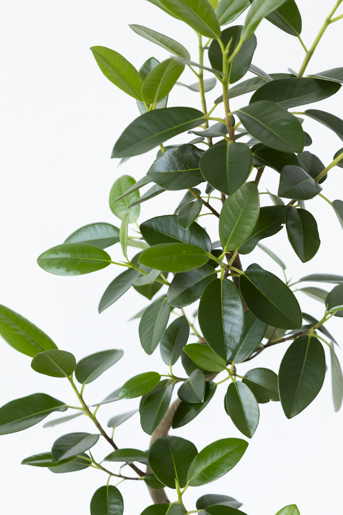 観葉植物 フランスゴムの木 曲がり（6号鉢）の写真5枚目