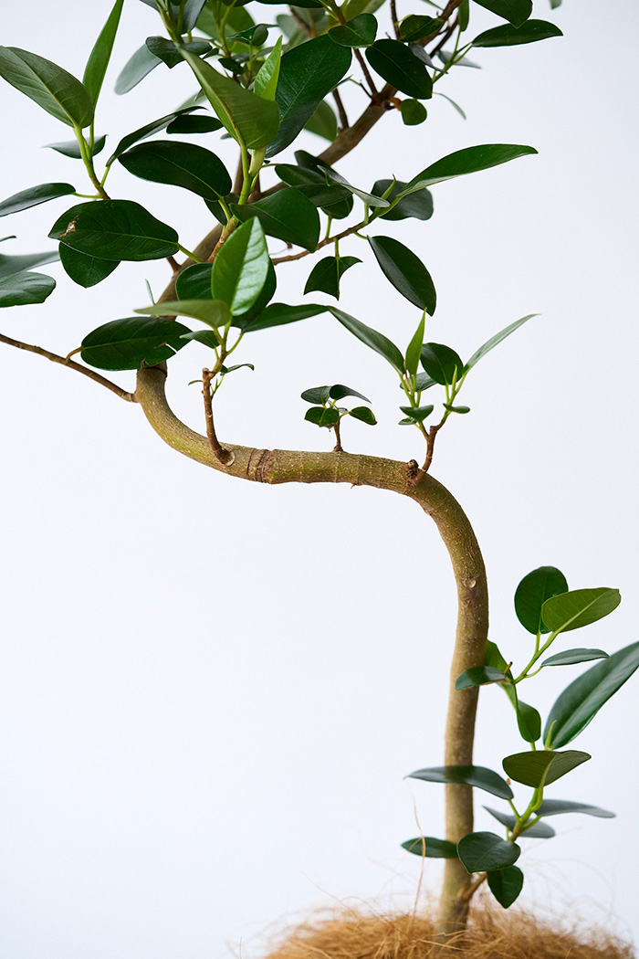 観葉植物 フランスゴムの木 曲がり（6号鉢）の写真6枚目