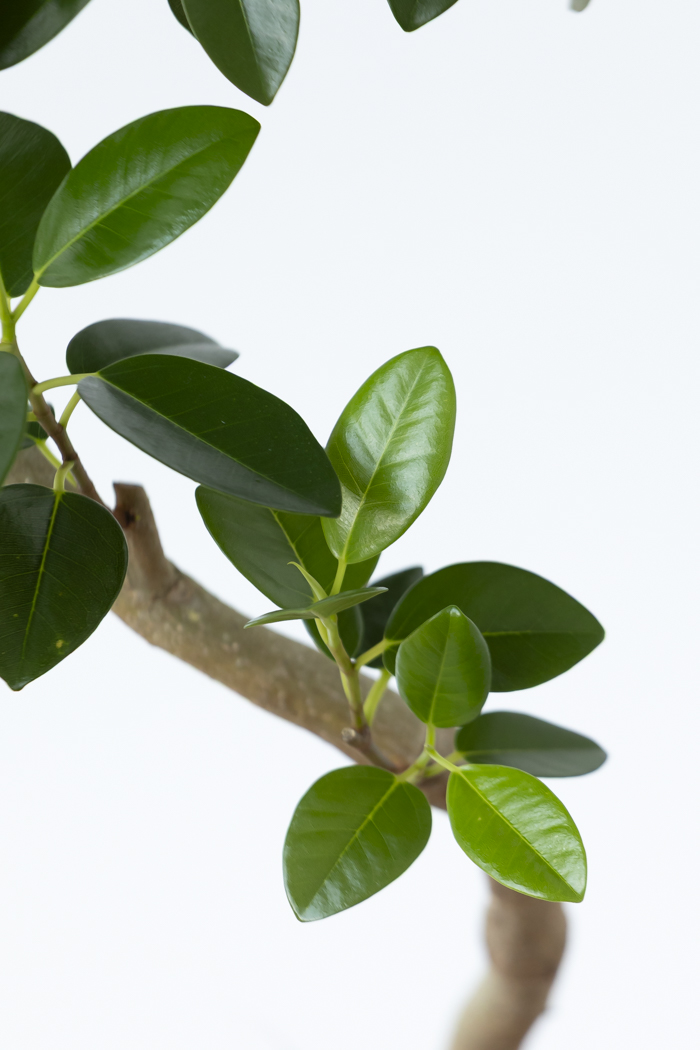 観葉植物 フランスゴムの木 曲がり（6号鉢）の写真6枚目