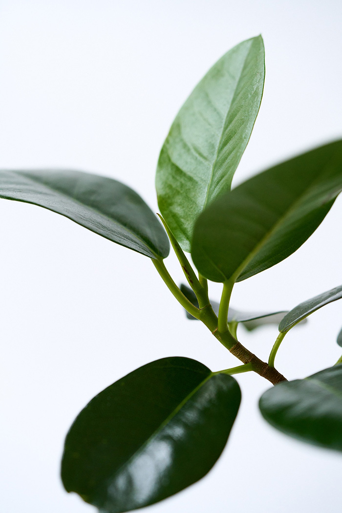 観葉植物 フランスゴムの木 曲がり（6号鉢）の写真7枚目