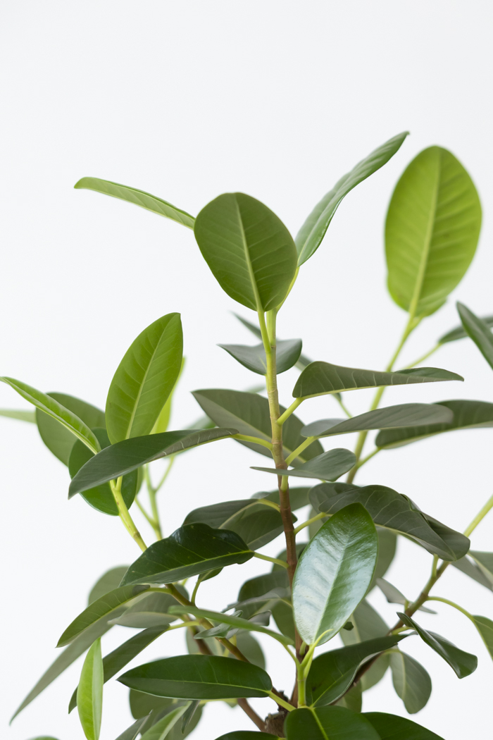 観葉植物 フランスゴムの木 曲がり（6号鉢）の写真7枚目
