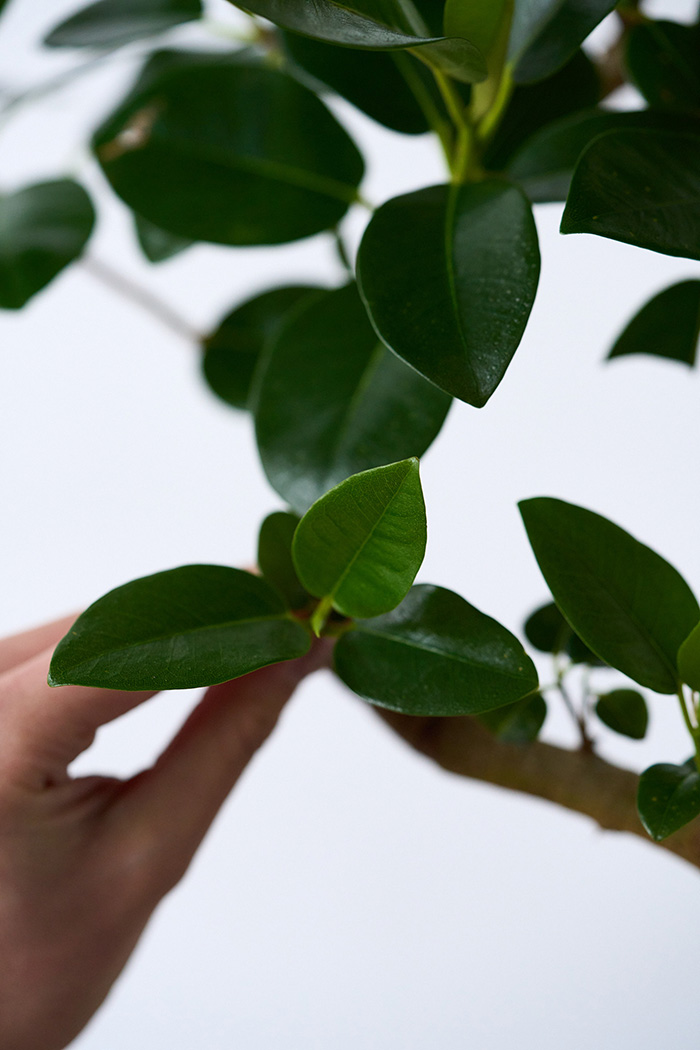 観葉植物 フランスゴムの木 曲がり（6号鉢）の写真8枚目