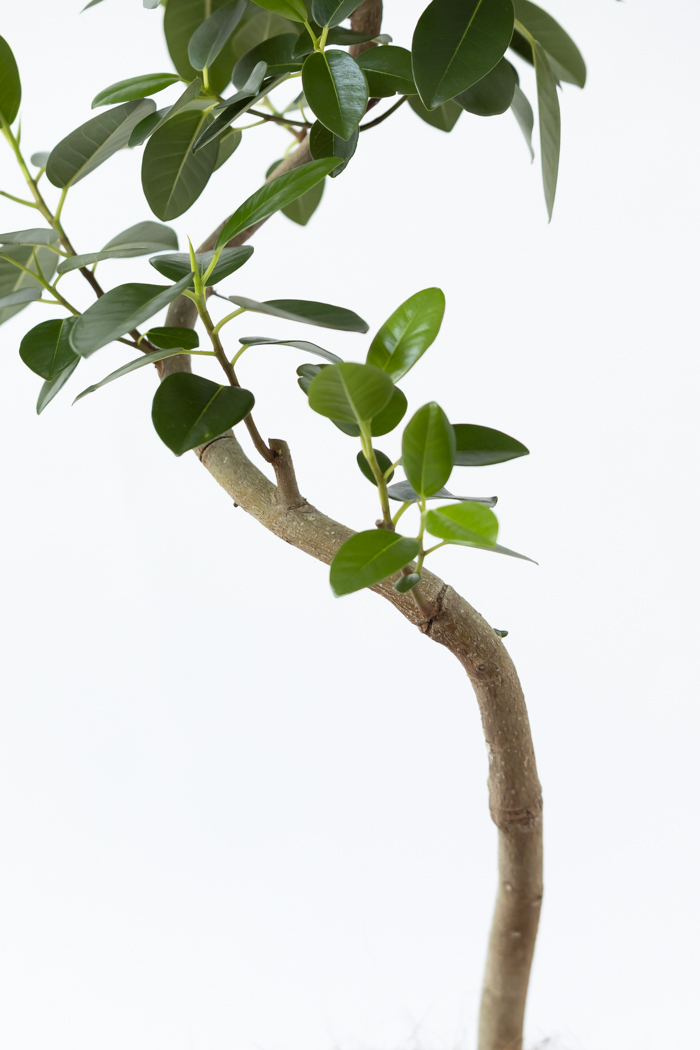 観葉植物 フランスゴムの木 曲がり（6号鉢）の写真8枚目