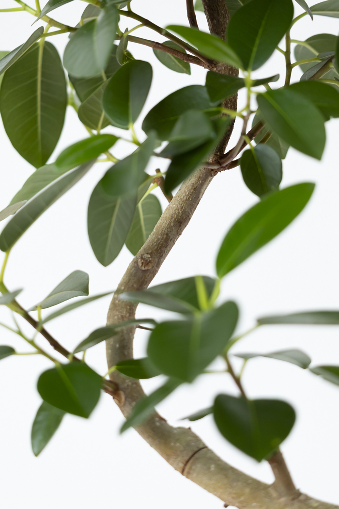 観葉植物 フランスゴムの木 曲がり（6号鉢）の写真9枚目