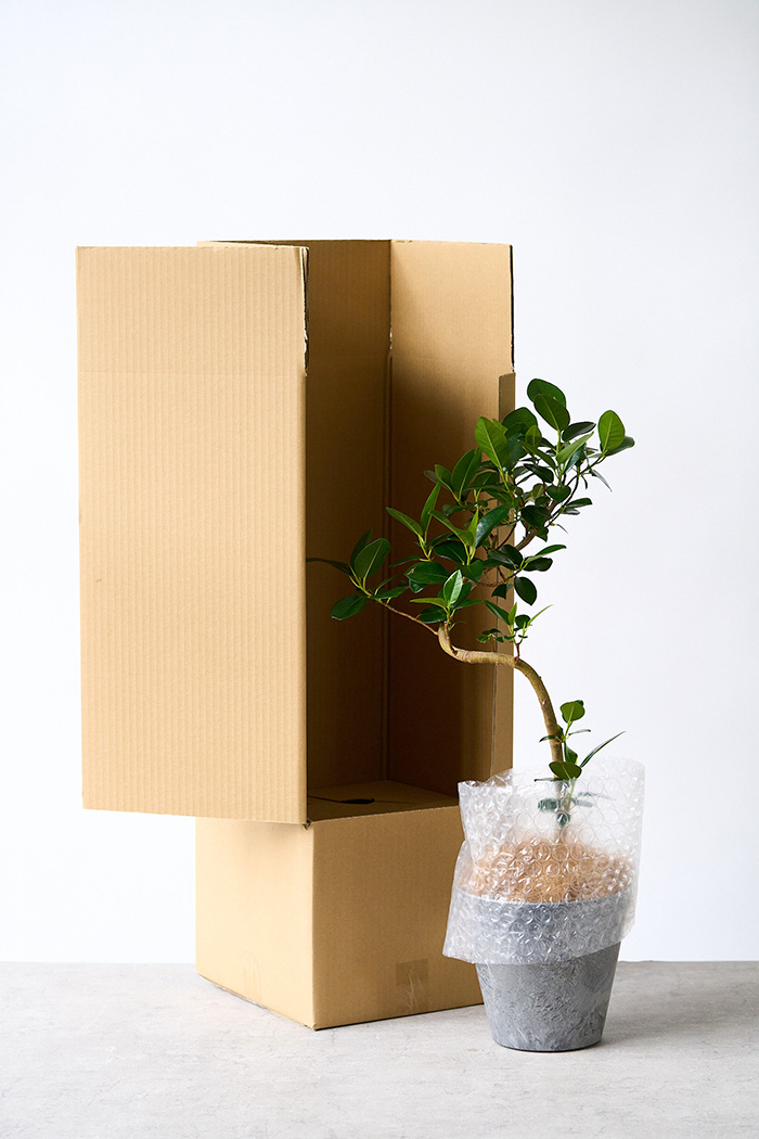 観葉植物 フランスゴムの木 曲がり（6号鉢）の写真10枚目