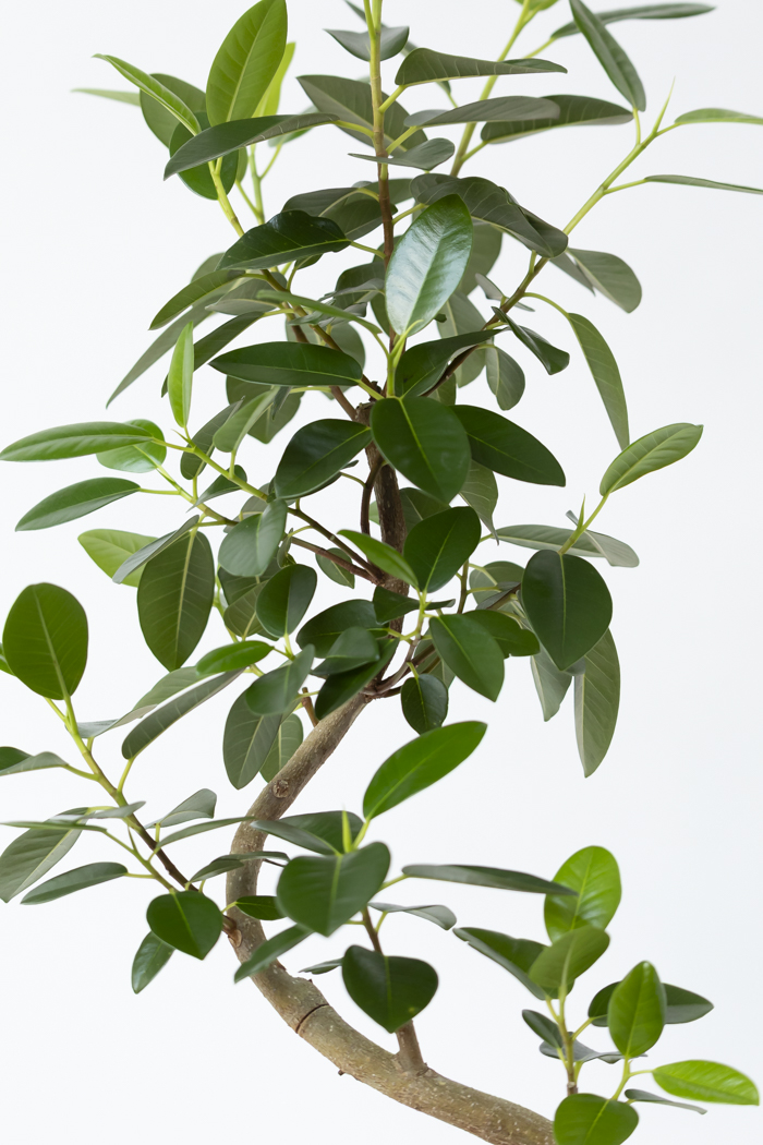 観葉植物 フランスゴムの木 曲がり（6号鉢）の写真10枚目