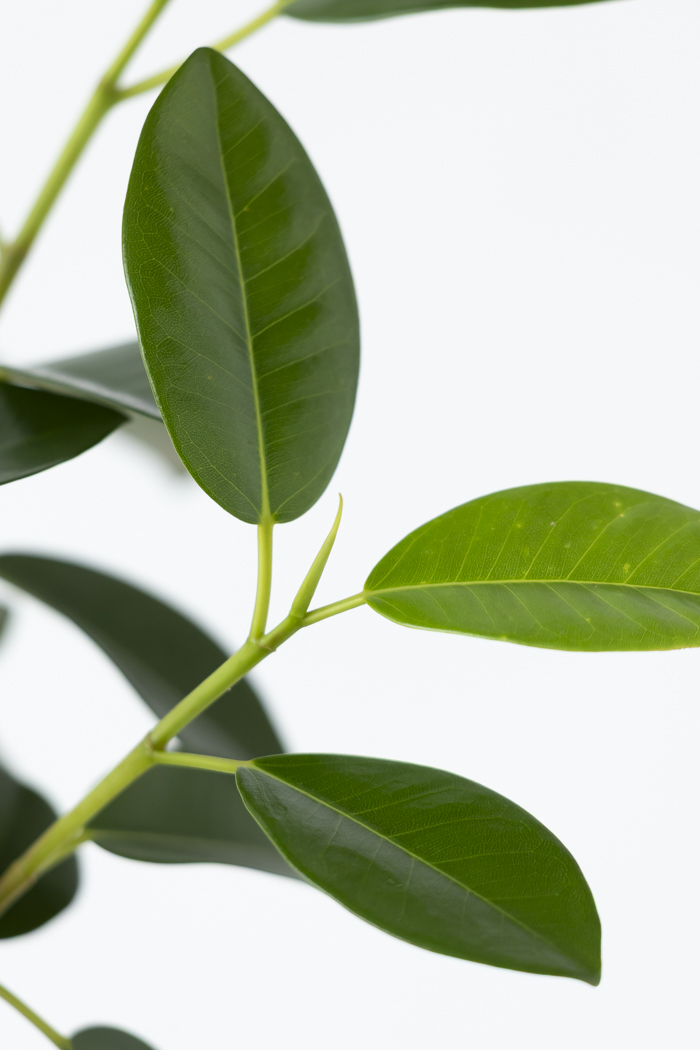 観葉植物 フランスゴムの木 曲がり（6号鉢）の写真11枚目