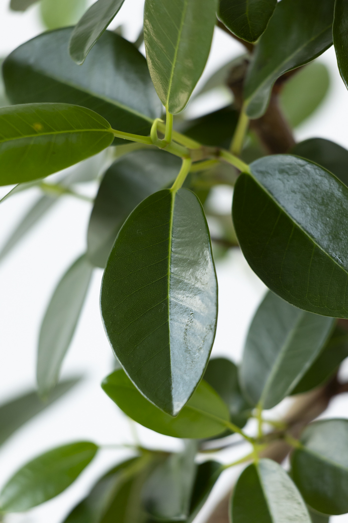 観葉植物 フランスゴムの木 曲がり（6号鉢）の写真12枚目