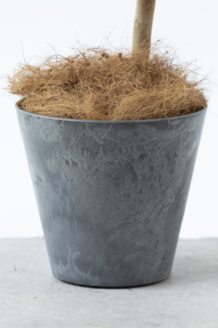 観葉植物 フランスゴムの木 曲がり（6号鉢）の写真13枚目