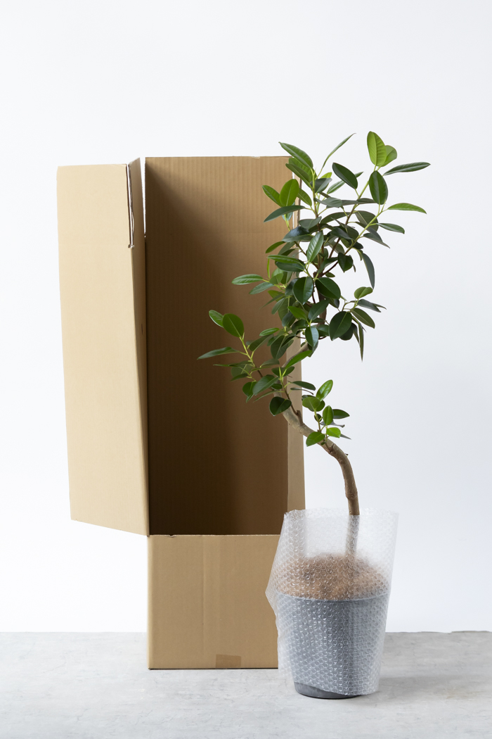 観葉植物 フランスゴムの木 曲がり（6号鉢）の写真14枚目