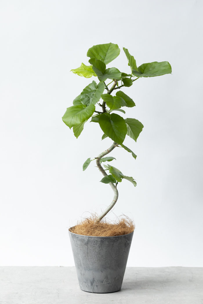 観葉植物 フィカス ウンベラータ曲がり（6号鉢）