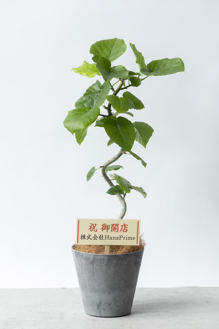 観葉植物 フィカス ウンベラータ曲がり（6号鉢）