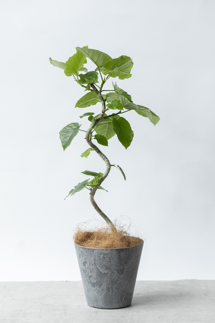 観葉植物 フィカス ウンベラータ曲がり（6号鉢）の写真3枚目