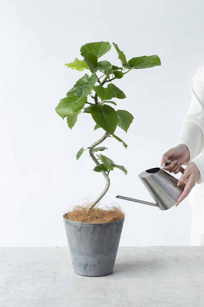 観葉植物 フィカス ウンベラータ曲がり（6号鉢）の写真4枚目