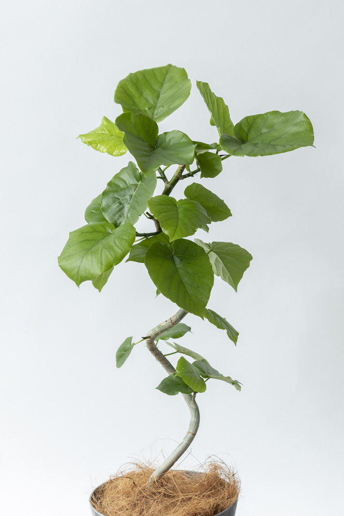 観葉植物 フィカス ウンベラータ曲がり（6号鉢）の写真5枚目