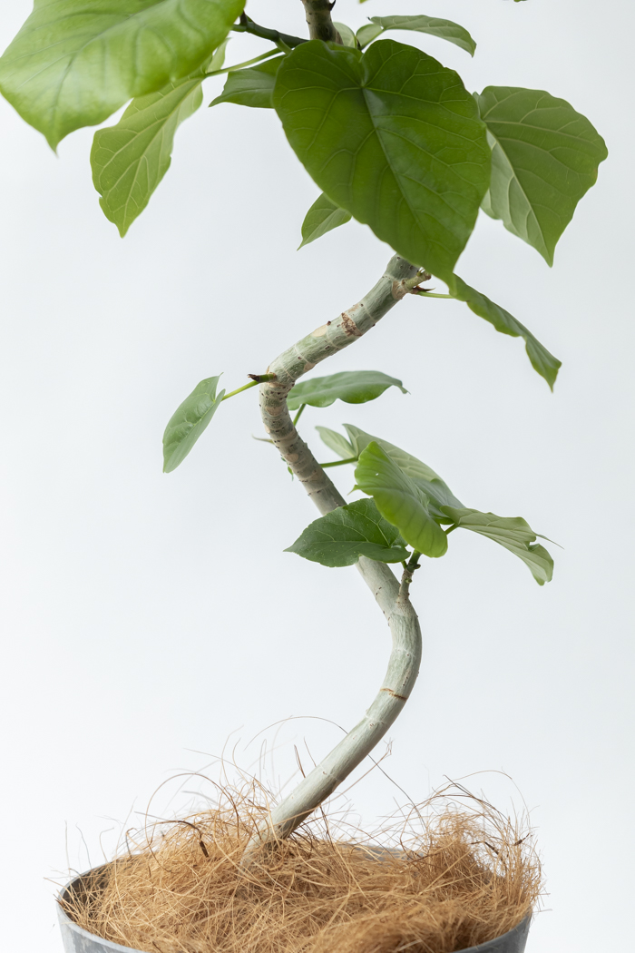 観葉植物 フィカス ウンベラータ曲がり（6号鉢）の写真6枚目