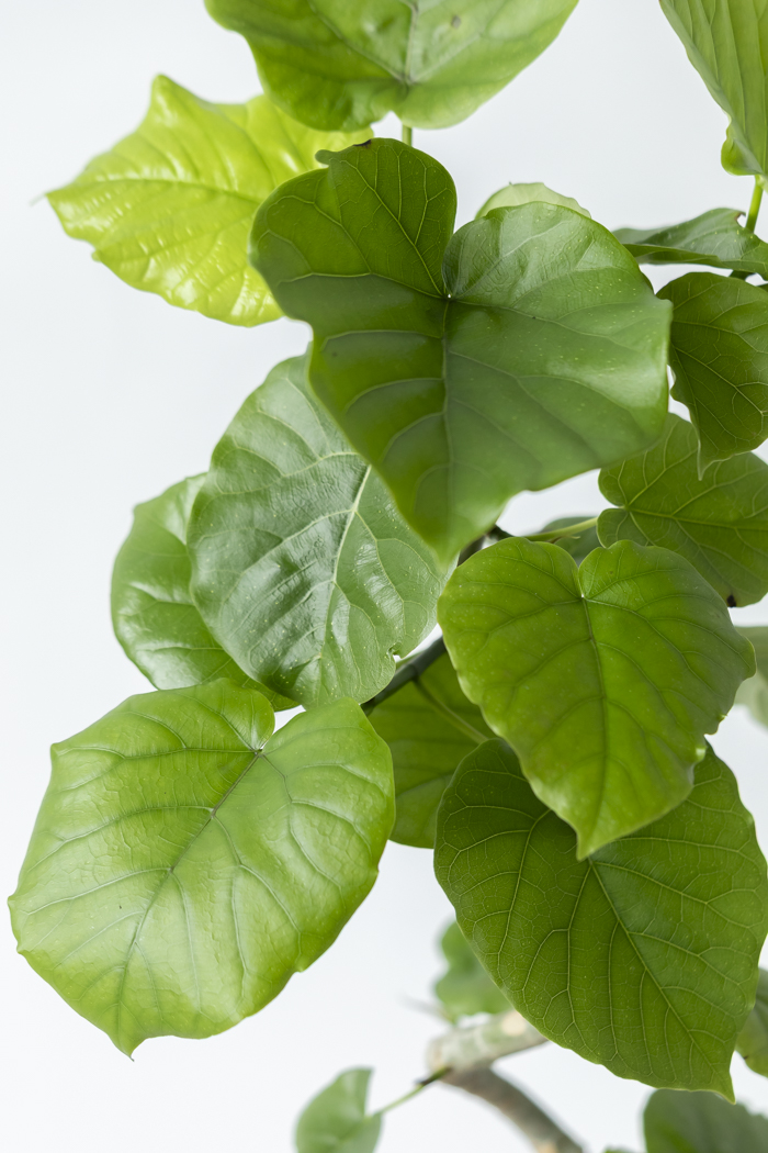 観葉植物 フィカス ウンベラータ曲がり（6号鉢）の写真7枚目